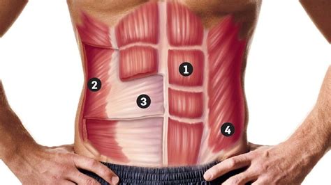 músculos del abdomen - sentido del tacto
